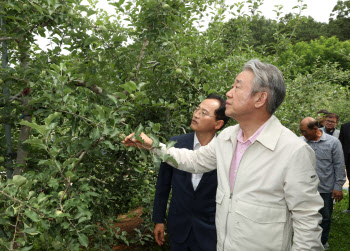 사과 생육상황 점검하는 강호동 농협회장