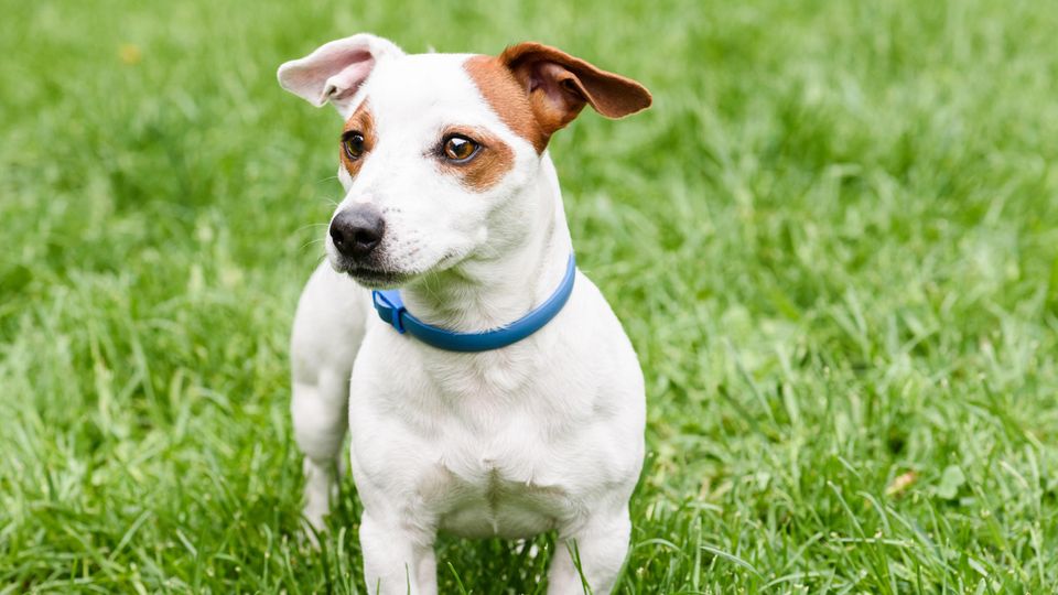 Ein Hund trägt ein Zeckenhalsband