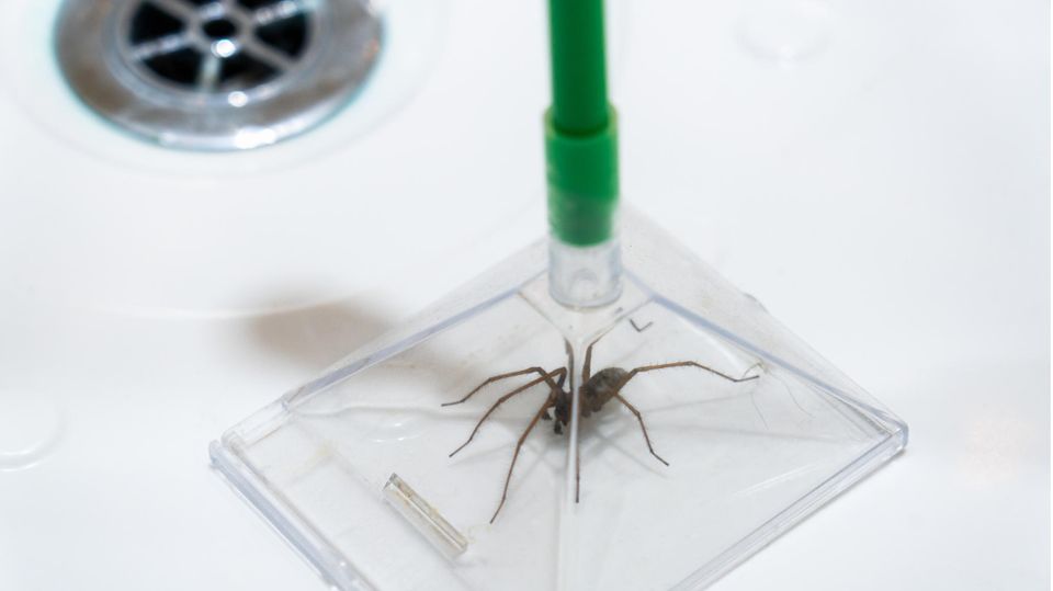 Humane Spinnenfalle in der Badewanne