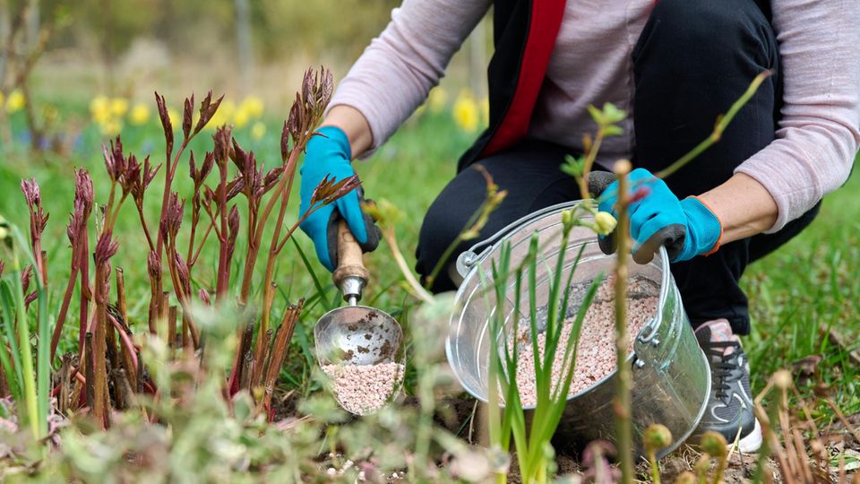 Frühlingsarbeit am Blumenbeet im Garten