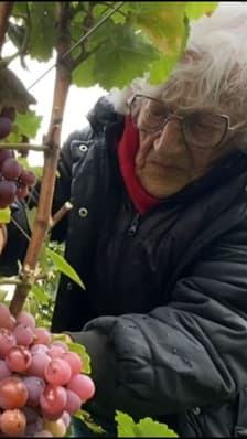 À 102 ans, Jeanne continue de faire les vendanges en Alsace