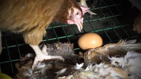 Dans la vidéo de l'association L214, on voit des poules parmi des cadavres d'animaux.