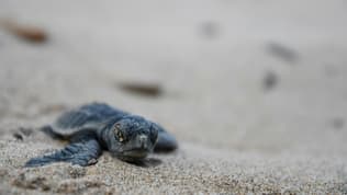 Une petite tortue Caouanne se dirige vers la mer, à Saint-Aygulf (Var), le 3 octobre 2016.
