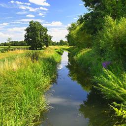 Ein Fluss trennt eine Wiese und einen Wald.