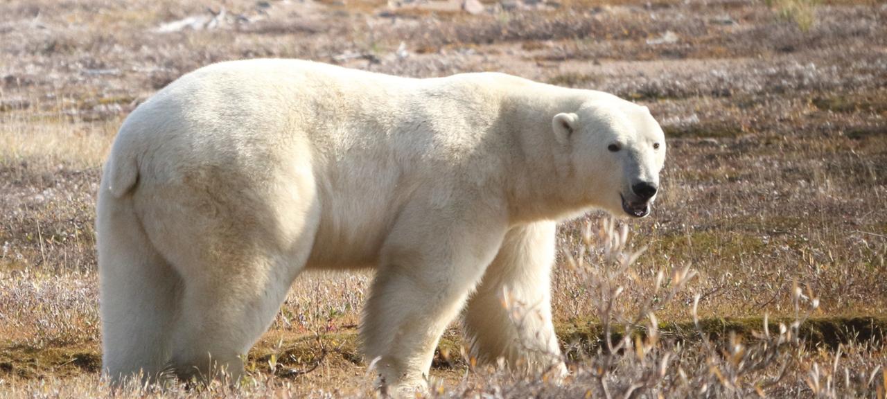 Ein Eisbär in der westlichen Husdon Bay Region im nordöstlichen Teil Kanada