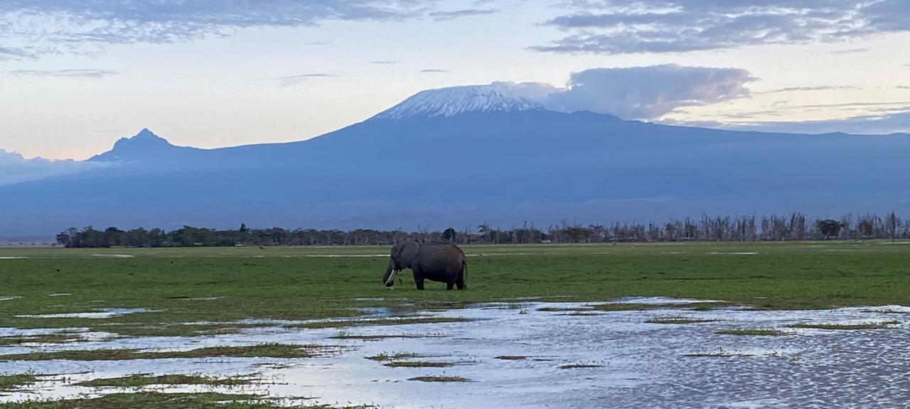 Ein Elefant ist vor dem Berg Kilimandscharo zu sehen.
