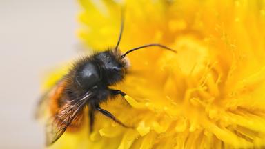 Eine Rostrote Mauerbiene krabbelt auf einer Löwenzahnblüte.