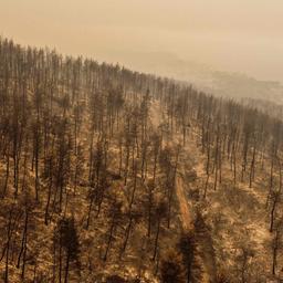 Eine Luftaufnahme ziegt verbrannte Bäume bei Pefki auf der griechischen Insel Euböa.