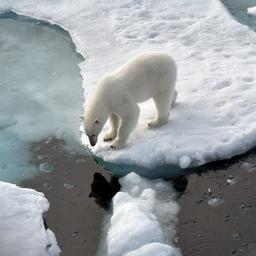 Ein Eisbär steht im Nordpolarmeer auf eine Eisscholle.