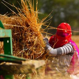Eine Arbeiterin drischt die Weizenernte auf einem Feld am Rande des Dorfes Ajmer in Rajasthan, Indien.