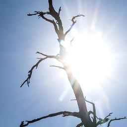 Ein abgestorbener Baum steht vor der blendenden Sonne.