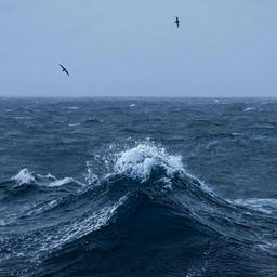 Albatrosse fliegen über die Wellen auf hoher See