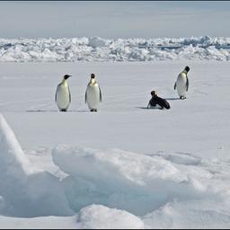 Pinguine stehen auf dem Eis.