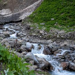 Schmelzwasser fließt unter den letzten Schneefeldern auf dem Sperrbachtobel ins Tal hinab.