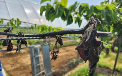 땅과 바다 곳곳에 이상기후 '후폭풍'…물가 당국 '진땀'