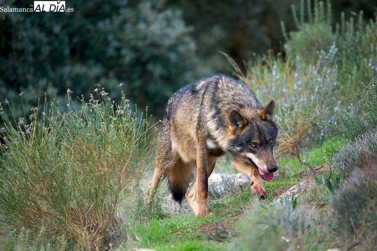 Confirmado el aumento de manadas de lobos en Castilla y León