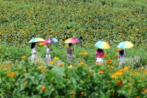 해바라기밭 산책