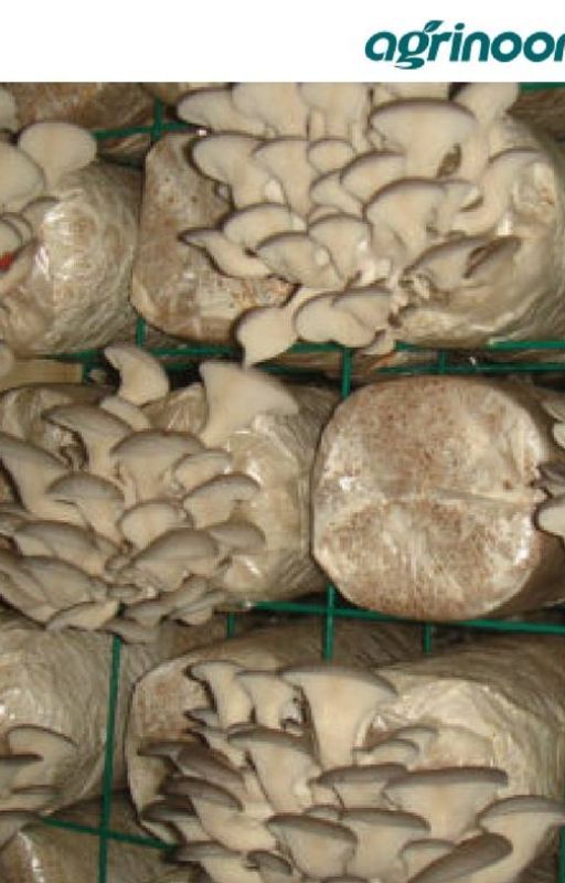 What Everyone Ought To Know About Oyster Mushroom Spawn? by delunkang