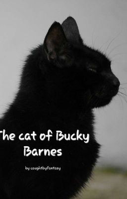 The cat of Bucky Barnes (Bucky x reader) cover