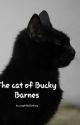 The cat of Bucky Barnes (Bucky x reader) by caughtbyfantasy