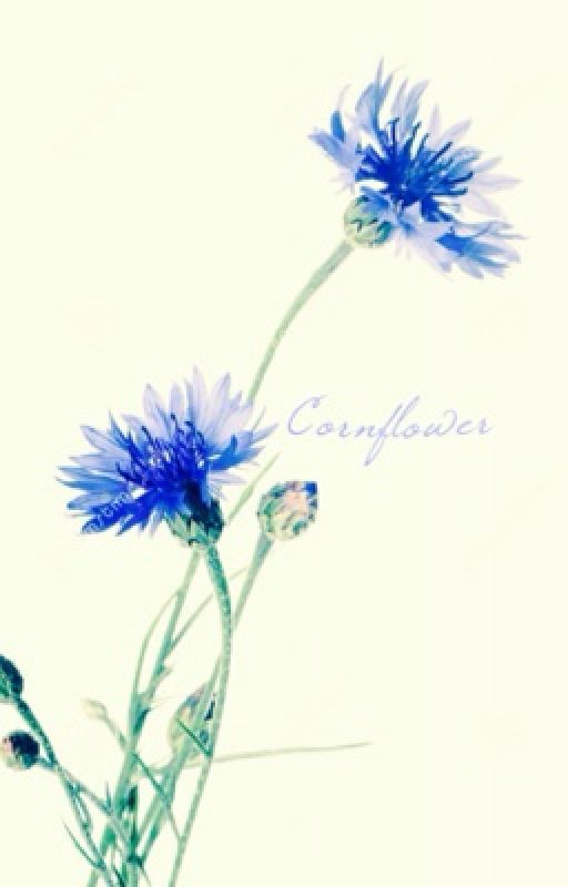 Cornflower (boyxboy) by PinkMochii