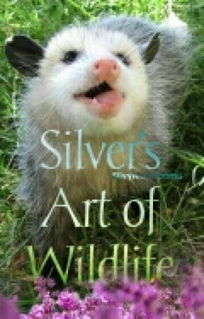 Silver's Art Of Wildlife | FIN by silvyghostiemelo