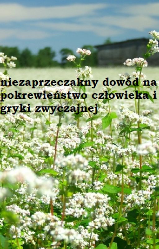 Niezaprzeczalny dowód na pokrewieństwo człowieka i gryki zwyczajnej by uwildu