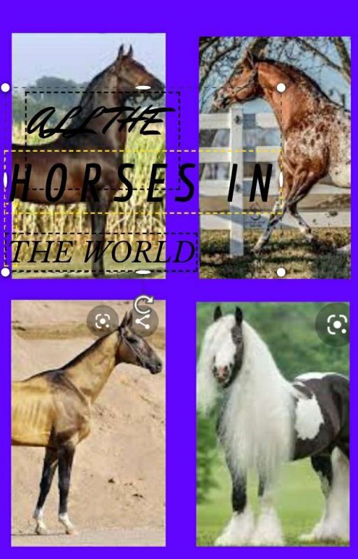 all the horse breeds in the world  by catlovers1011