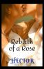 Rebirth of a Rose