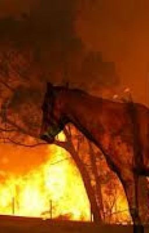 Bushfire Horses by DarkShadowsShowMore