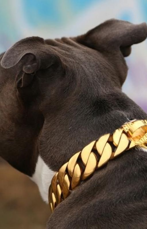 The Best Dog Collars Brands Features 2020 by auhwebsolution