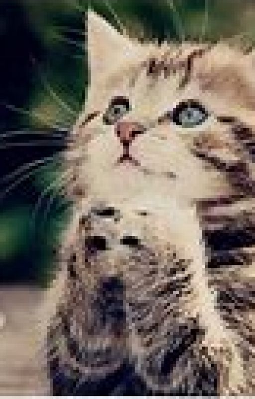 😻Adorable Kat Pictures!!😻• A Gallery of Kats 💖 by katlady1