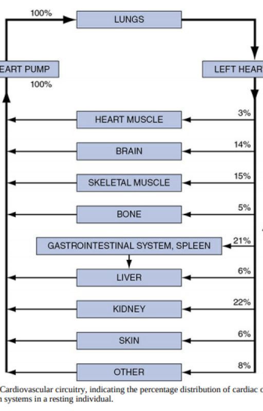 OVERALL DESIGN OF THE  CARDIOVASCULAR SYSTEM by healthcareblogs