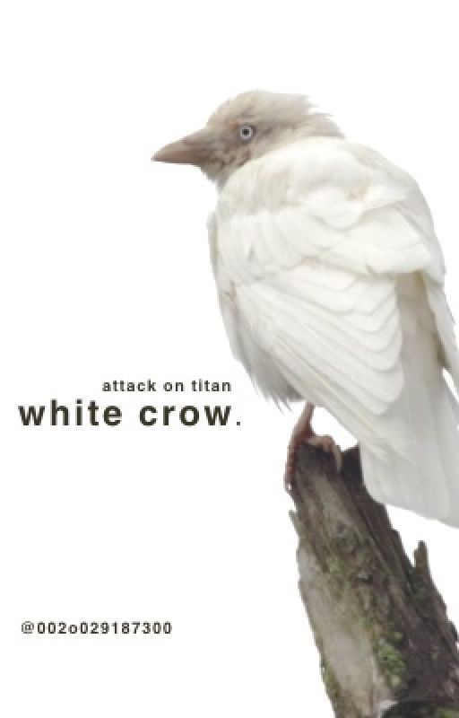 white crow |  attack on titan by qvelvr