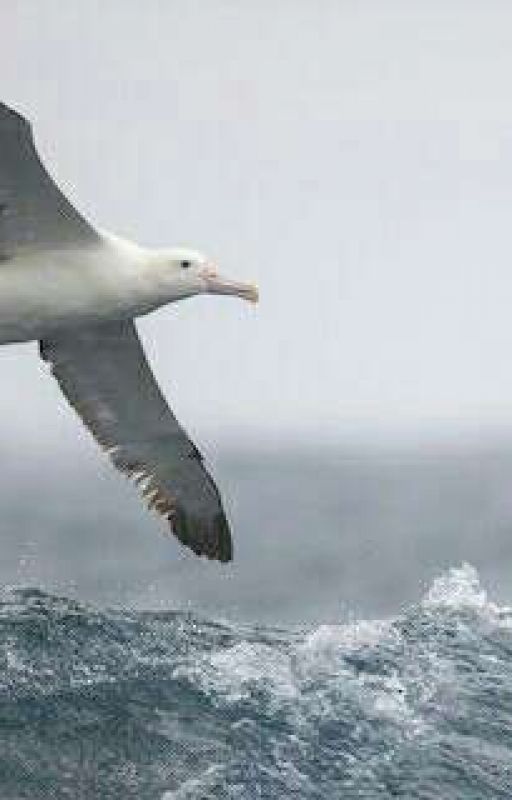 Albatros by jennie_515