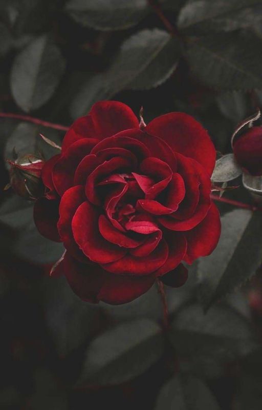 The thorned Roses [Subject To Change] by shafiqae