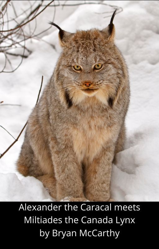 Alexander the Caracal meets Miltiades the Canada Lynx by BryanMcCarthy9