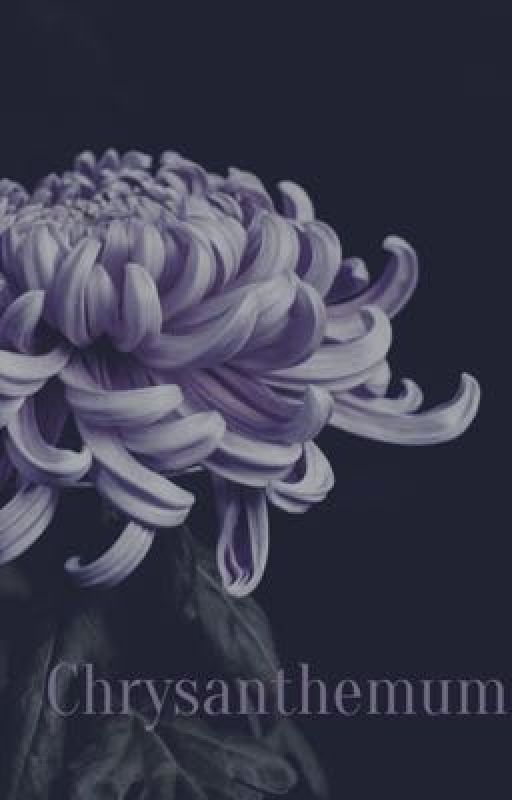 chrysanthemum by Kingsunrey