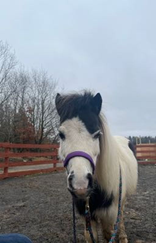 Miniature horses by JennaBeersandCharlue