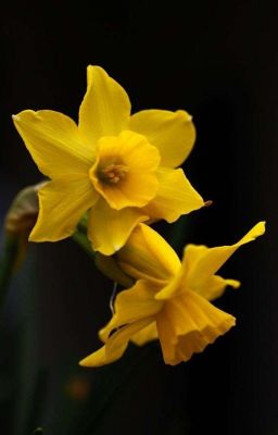 Daffodils cover