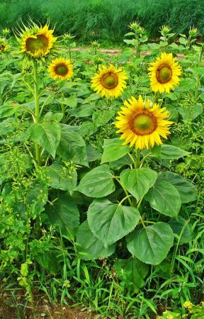 GIRASOLES by EuclidesPerezPerican