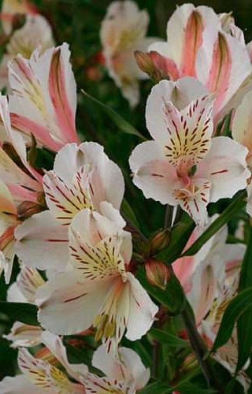 Peruvian Lilies by Elemenzee