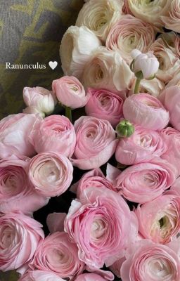 RANUNCULUS-TK cover