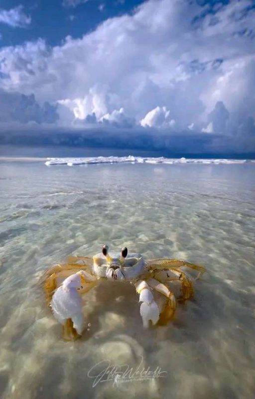 Tales From The Guardian Of The Beach  by Frogfreind