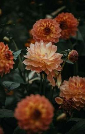 Chrysanthemum by NovelsandRecords