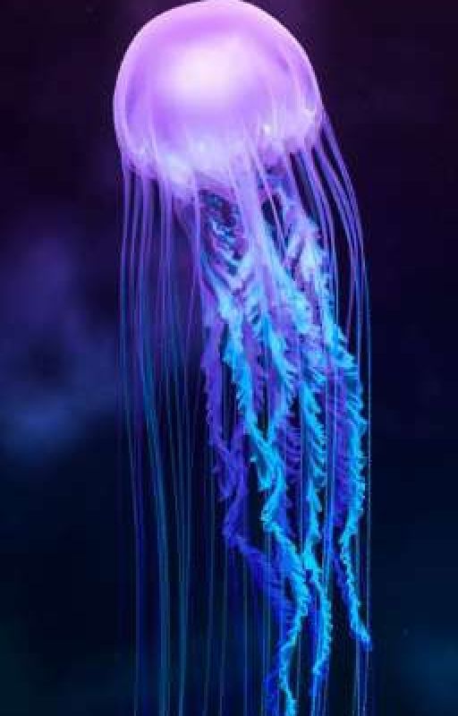 SILLY JELLYFISH FACTS AND PICTURES by Joemamaaz