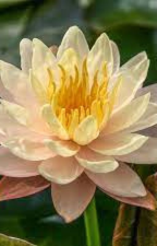 Lotus Lily [React] by Eclipse_blitz