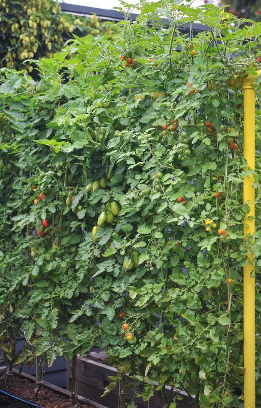 Secure Growth: Seattle Urban Farm Company's Innovative Trellis Clip by seattleurbanfarmco