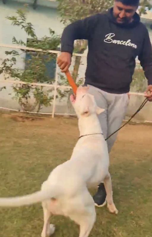 Dogo Argentino A Aggresive Dog by chauhanyogesh1005