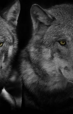 Double trouble:Evading the wolves book 2 cover